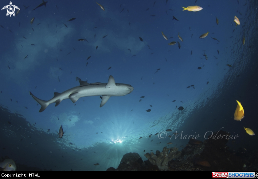 A White tip reef shark