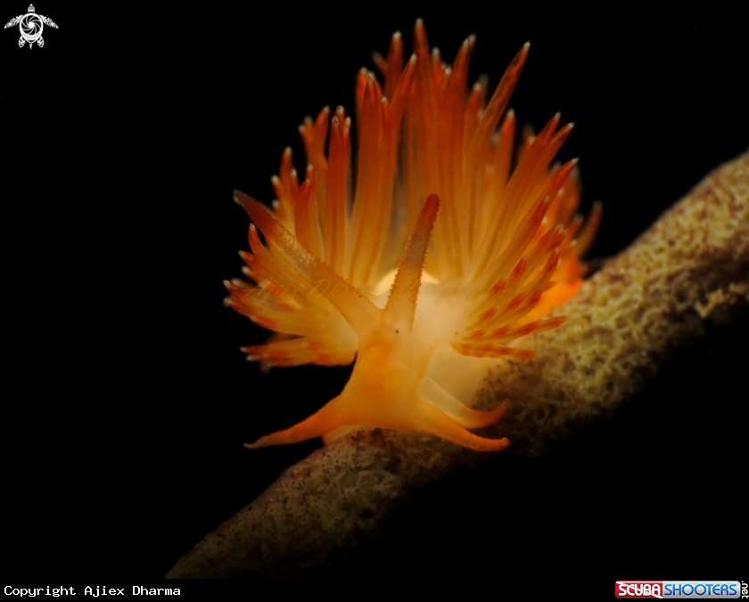 A nudi 