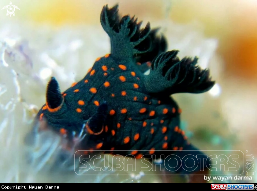 A nudibranch 