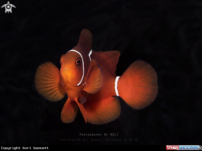 A Anemonefish