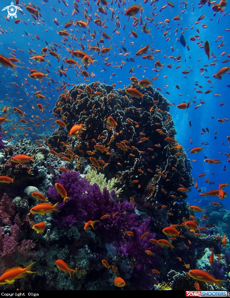 A Softcorals and Anthias