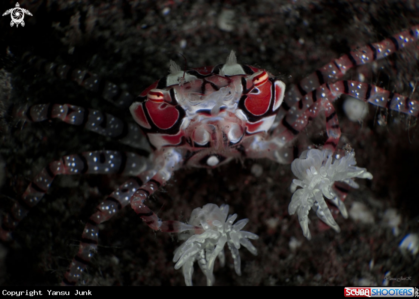 A Boxer crab
