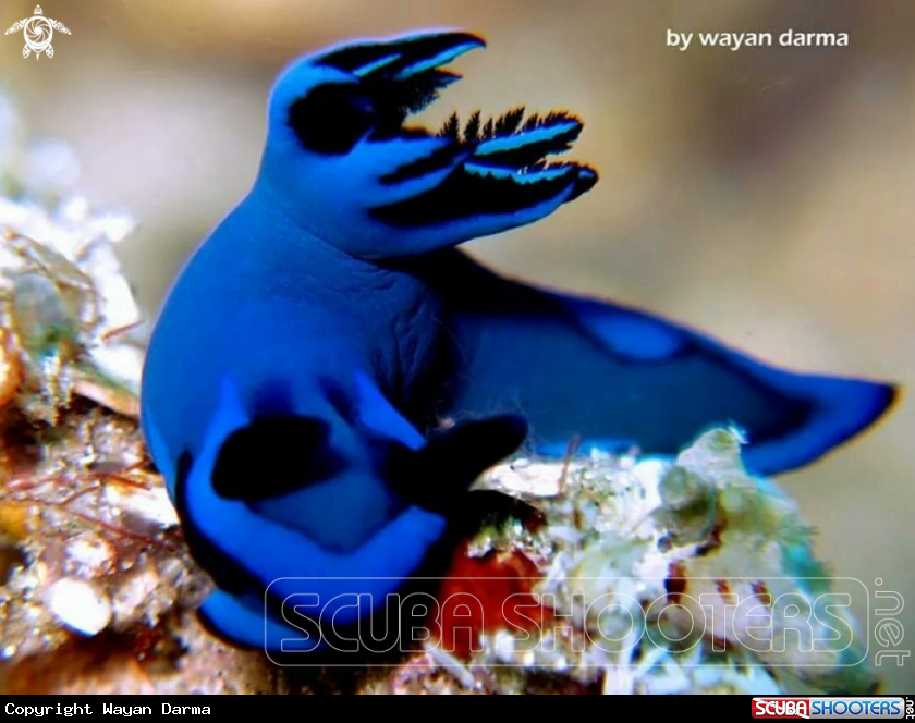 A nudibranch 