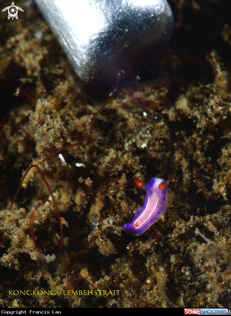 A Nudibranch