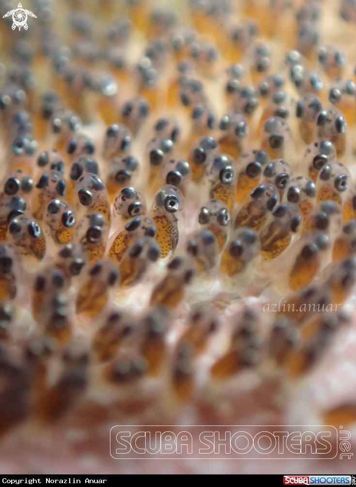A Pink anemone clownfish eggs