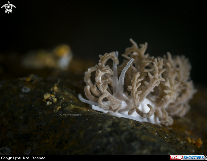 A The Solar-powered Nudibranch