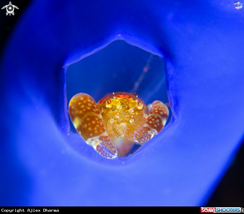 A tunicate shrimp 
