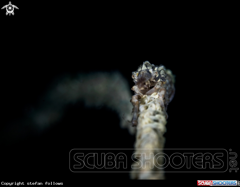 A Xeno Crab