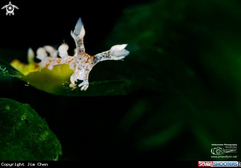 A Bornella Stellifer