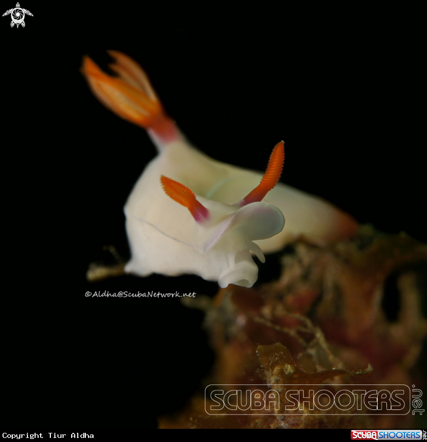 A Nudibranch