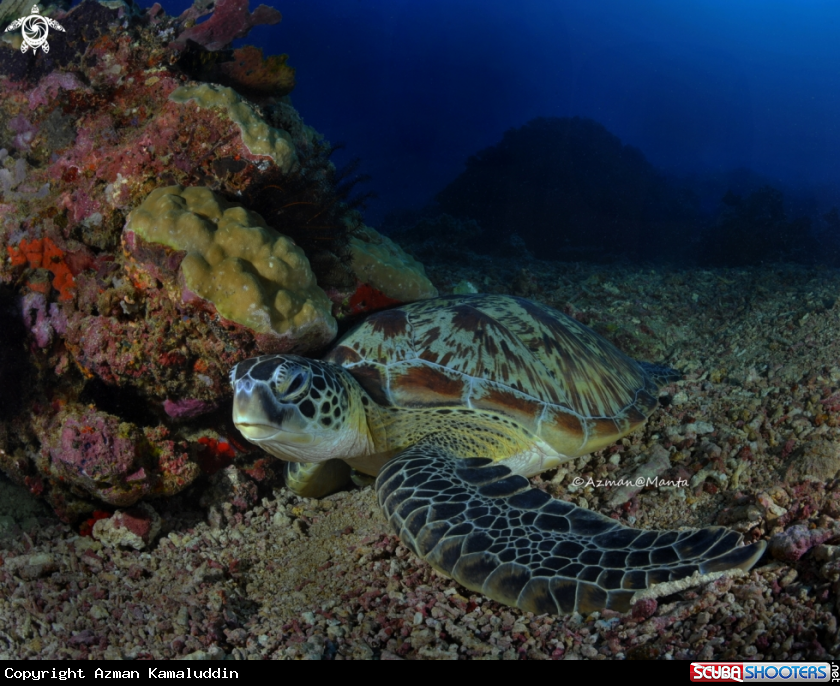 A Turtle