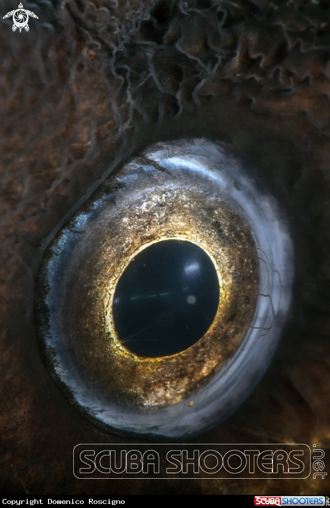 A Moray