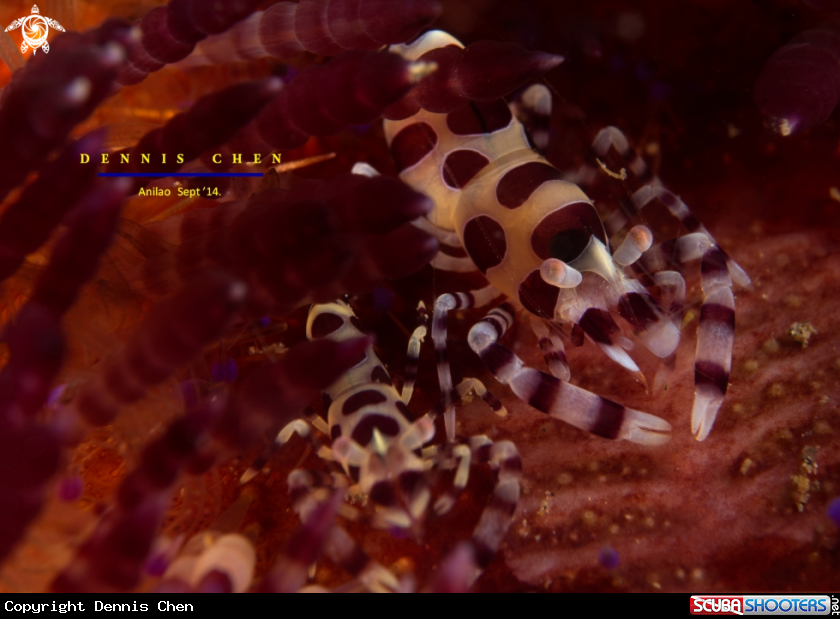 A Coleman shrimp - Periclimenes colemani