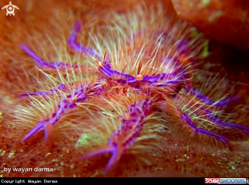 A Pink squat lobster