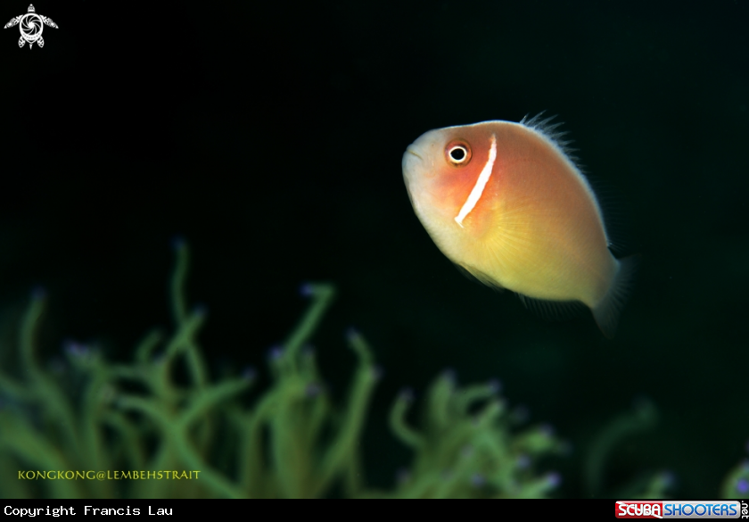 A Nemo