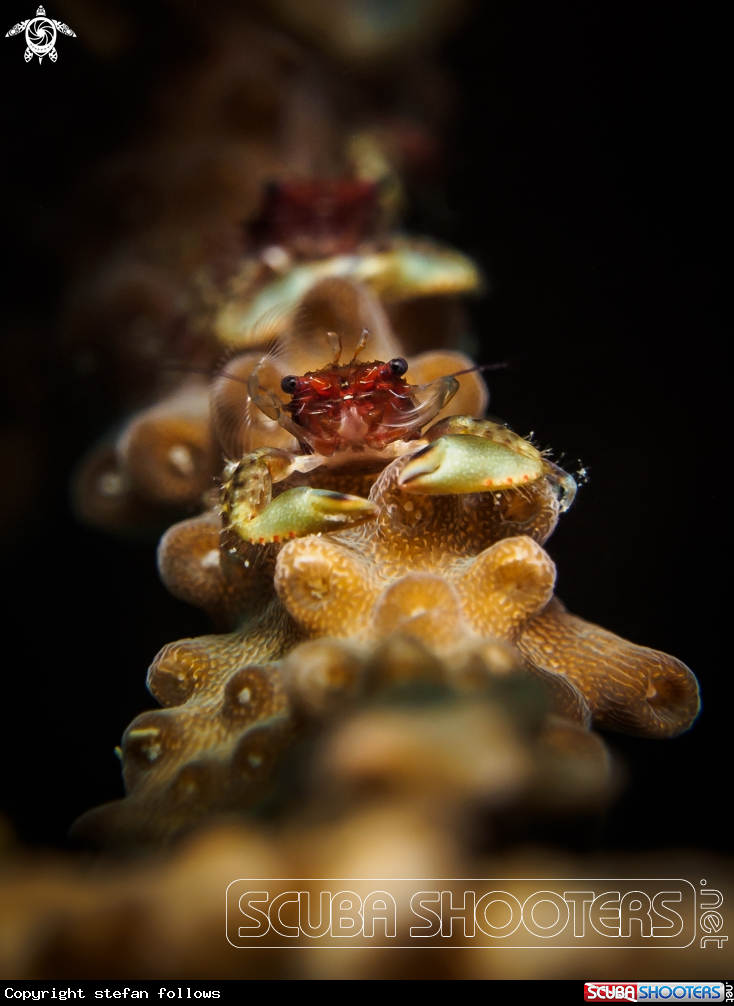 A Porcelain Crab