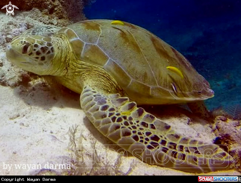 A Golden Turtle 