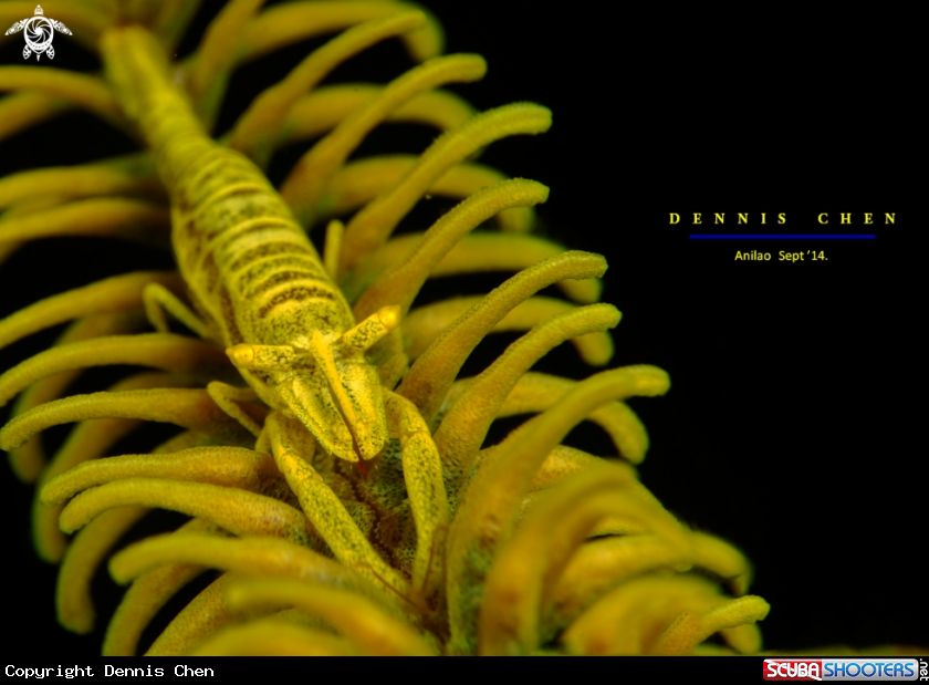 A Crinoid shrimp (Laomenes sp)