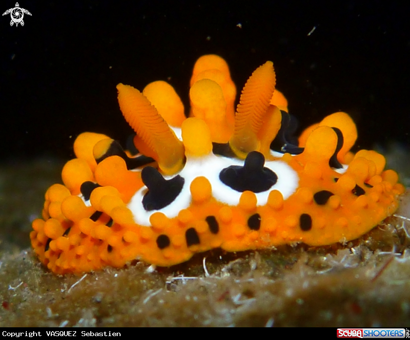 A Phyllidia ocellata 