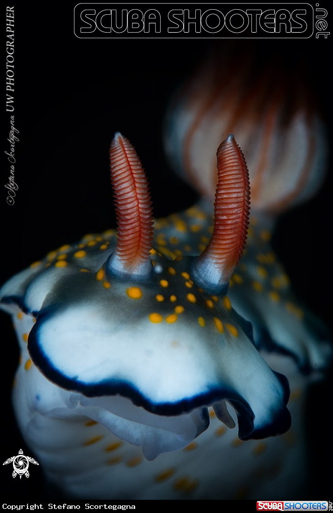 A Nudibranco 