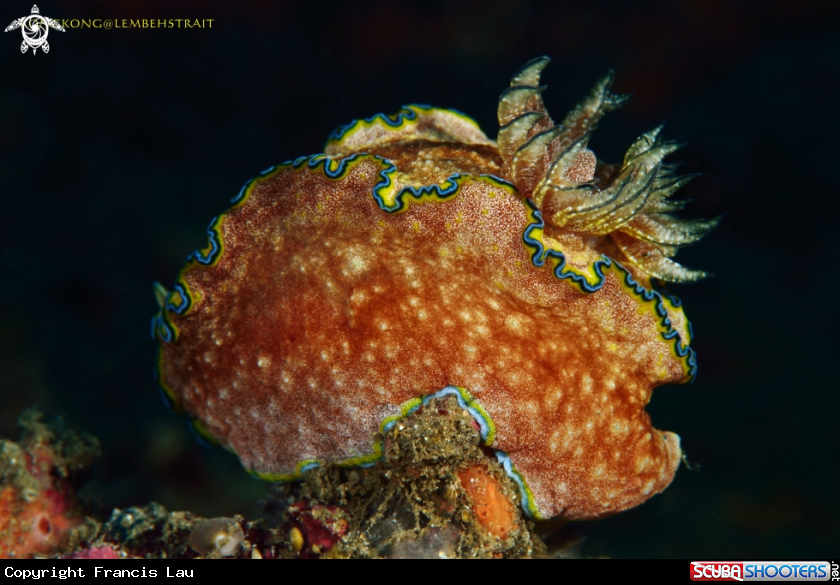 A Nudibranch