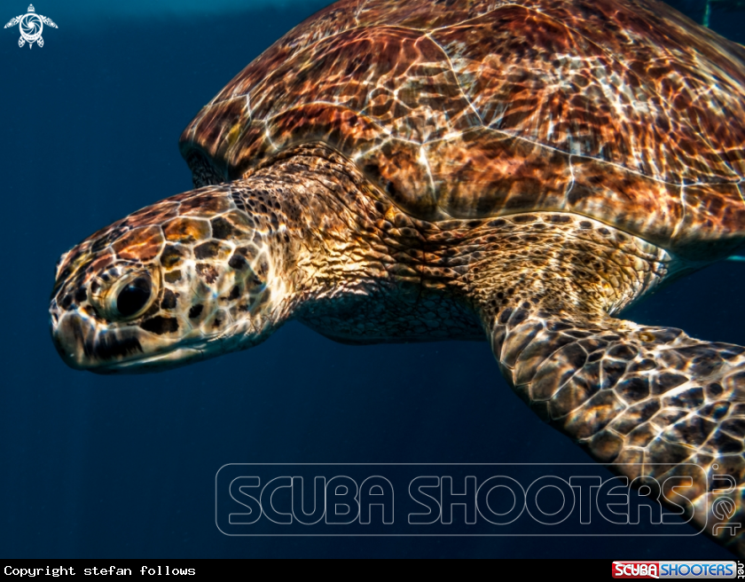 A Green Turltle