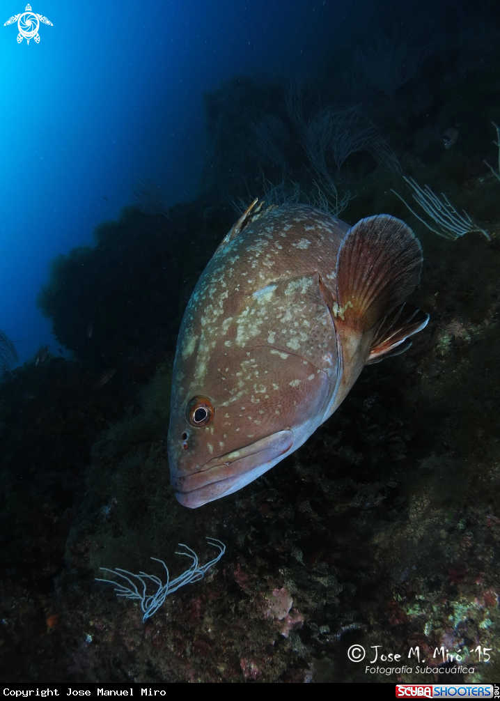 A epinephelus marginatus
