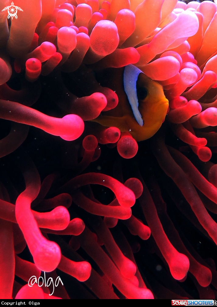 A Clown fish