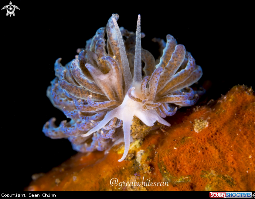A Cryptic nudi
