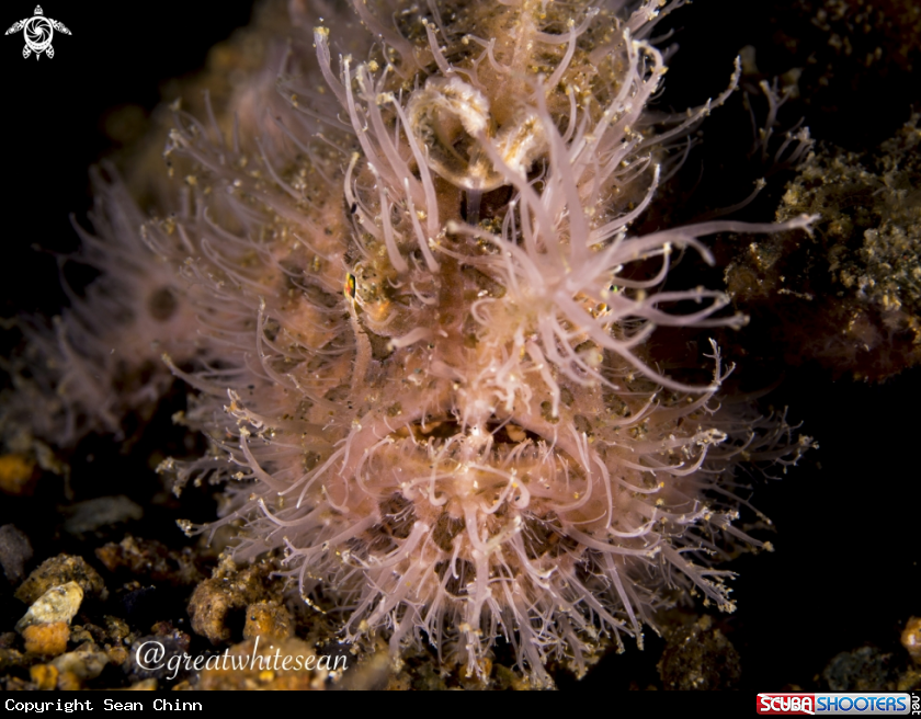 A Hairy Frogfish