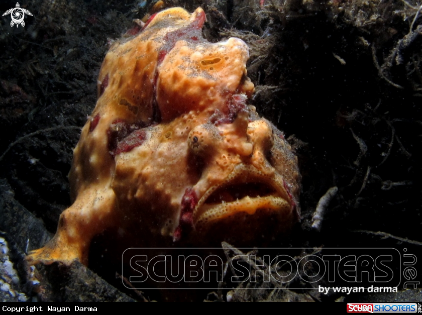 A Antenarius pictus 