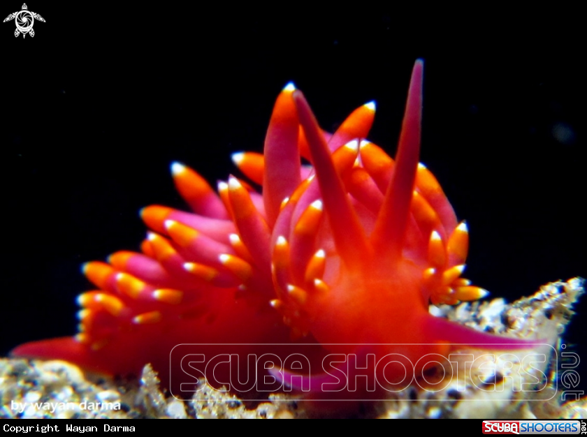 A Trinchesia sibogae 