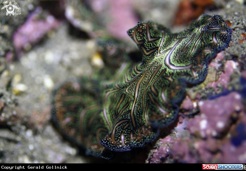 A underwater creature