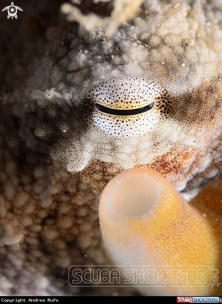 A Octopus