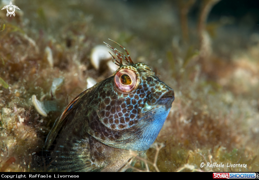 A Blenny