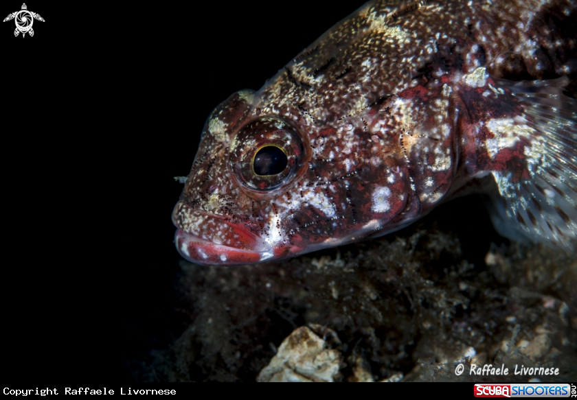 A Goby fish
