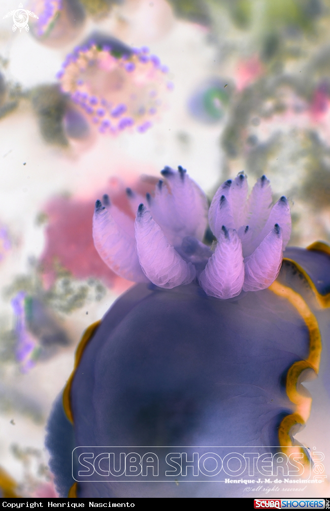 A Nudibranch