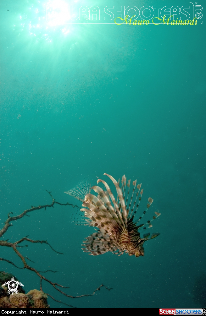 A underwater creature
