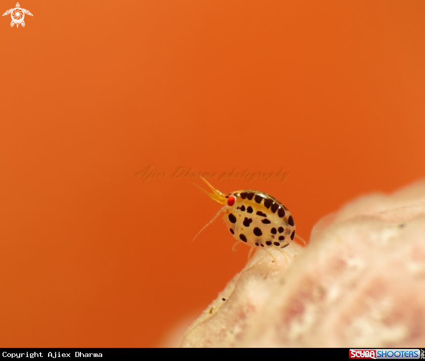 A ladibugs