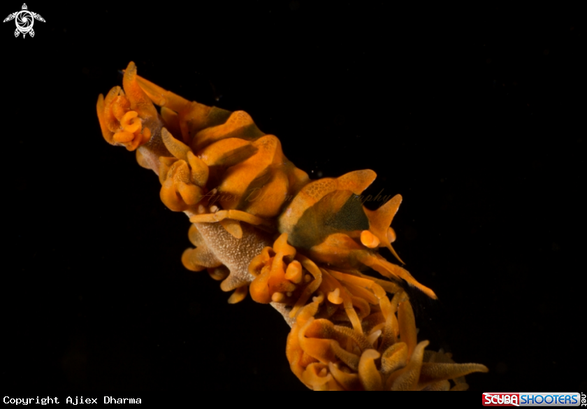 A black coral shrimp 