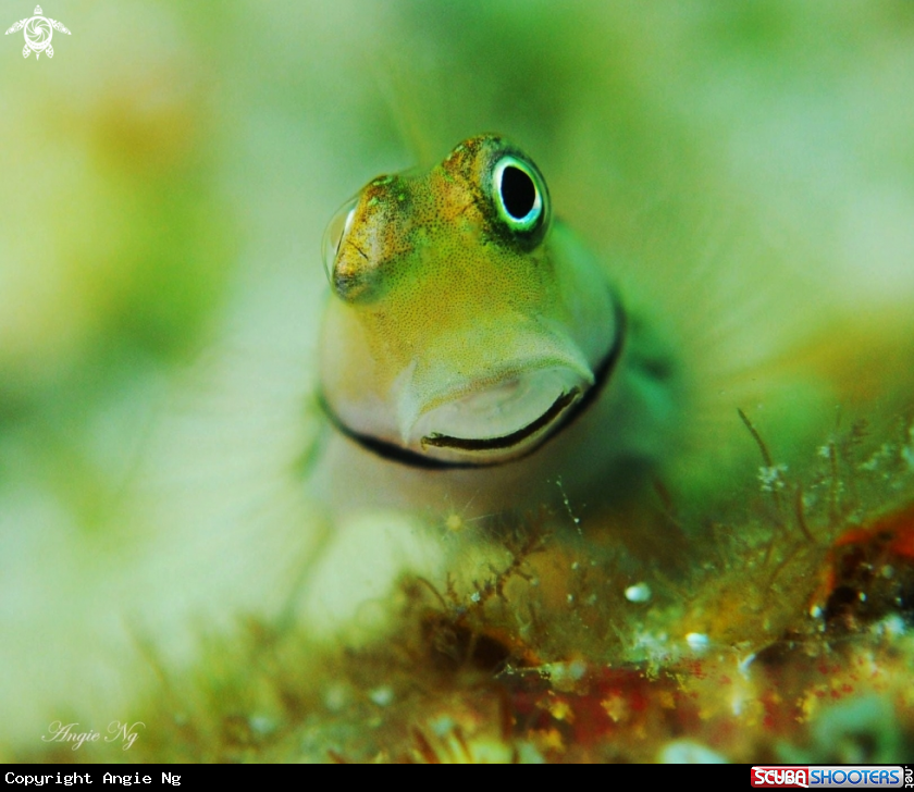 A Goby