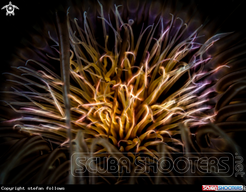 A Tube Anemone