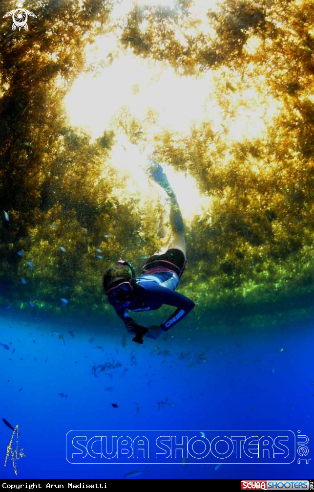 A Sargassum