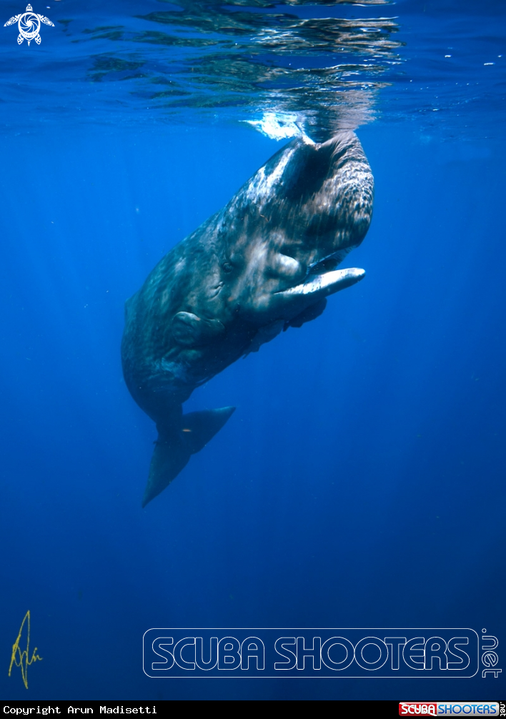 A Sperm Whale