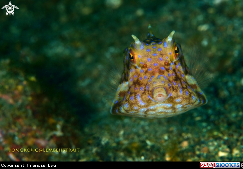 A Cowfish