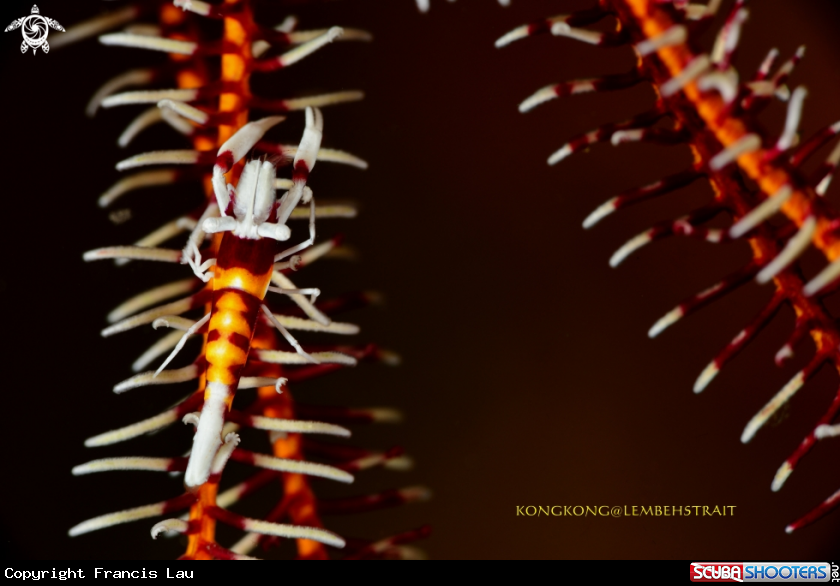 A Crinoid Shrimp