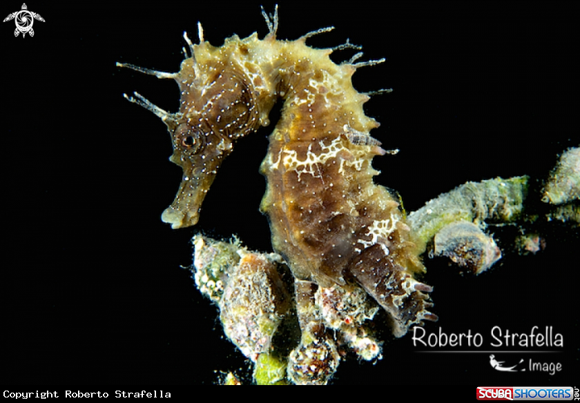 A Seahorse and 