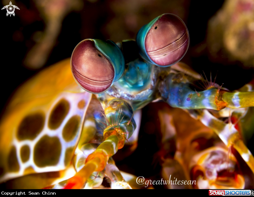 A Peacock Mantis Shrimp