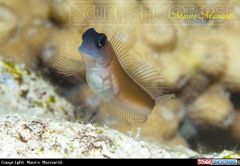 A Blenny