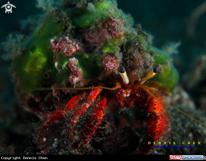 A Crabby